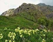 67 Gialle distese di primula maggiore (Primula elatior) al Passo di Grialeggio